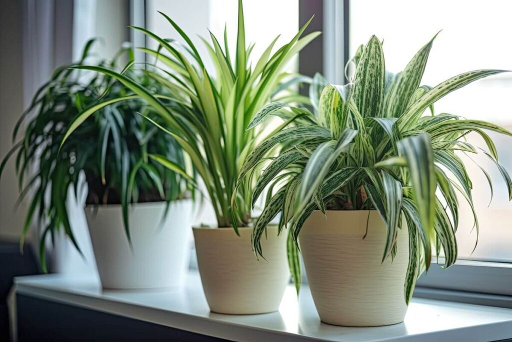 plants near window